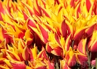 Not your typical tulip. One of hundreds of varieties.